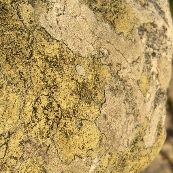 Lichen Trail in Sud Africa